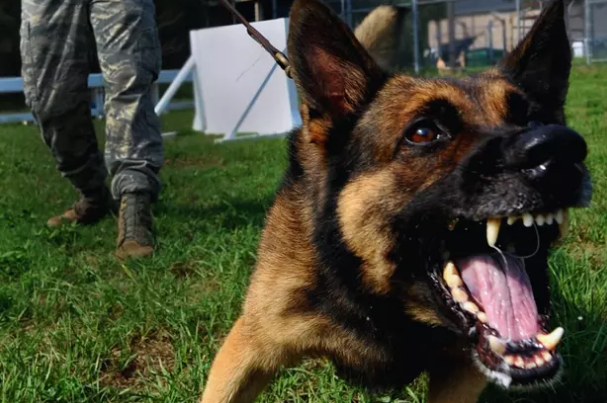 Handling Aggressive Dogs